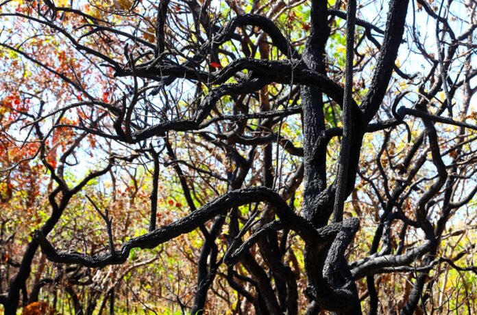 WhatsApp Image 2025-05-20 at 10.11.35