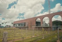 Uvas que impulsionam o Cerrado e geram riqueza