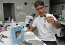 Com a chegada do verão, atenção ao mosquito da dengue deve ser redobrada