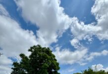 Cinco novos termos de adoção fortalecem ações do programa Adote uma Praça no Jardim Botânico