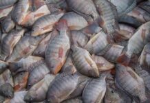 Aberta chamada pública para compra de 148 mil quilos de tilápia destinada à alimentação escolar