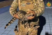 Filhote de jacaré-anão é resgatado em clube de Planaltina-DF