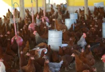 Frango do DF com destino ao Oriente Médio é desviado para a China