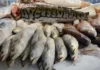 Comércio do DF aposta em alta na venda de pescados na Semana Santa