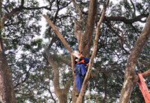 DF registra mais de 28 mil intervenções arbóreas em dois meses