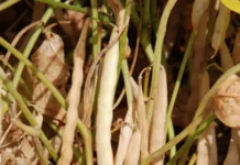 Produto desenvolvido pela Embrapa é alternativa para feijões sustentáveis