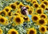 Girassóis encantam os visitantes na AgroBrasília
