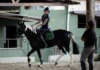 Relação entre pessoas e cavalos vai além de passeios e competições