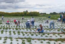 Mais de 100 mulheres são certificadas em programa de capacitação rural em Brazlândia