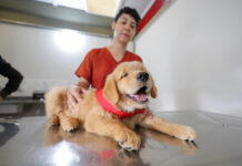 Projeto treina cães-guia para promover autonomia a deficientes visuais