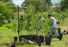 GDF investirá R$ 3,7 milhões em nova etapa de recuperação do Cerrado