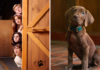“Scooby-Doo: A Origem”: tudo o que sabemos sobre live-action