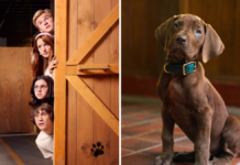 “Scooby-Doo: A Origem”: tudo o que sabemos sobre live-action