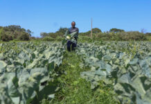 Agropecuária do DF mantém patamar histórico e movimenta R$ 5,8 bilhões em 2025