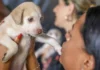 Castração gratuita no DF: 1.800 vagas para cães e gatos nesta semana