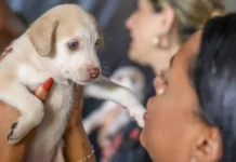 Castração gratuita no DF: 1.800 vagas para cães e gatos nesta semana