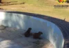 Filhotes de capivara são resgatados em piscina no Lago Norte