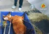 Lobo-guará atropelado é resgatado em Planaltina pela polícia ambiental