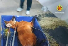Lobo-guará atropelado é resgatado em Planaltina pela polícia ambiental