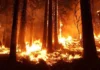 Saiba o que fazer em caso de incêndio em área urbana
