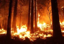 Saiba o que fazer em caso de incêndio em área urbana