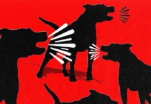 De veterinária a criança: DF teve 6 mil acidentes com cães em 2026