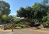 Árvore cai sobre carro na 312 Norte e deixa danos materiais