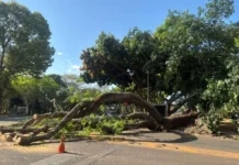 Árvore cai sobre carro na 312 Norte e deixa danos materiais