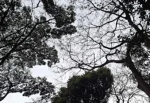 DF pode ter pancadas de chuva até a sexta-feira (11/9)
