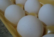 Pecuária do DF: produção de ovos dispara e impulsiona setor