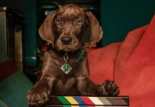 Série “Scooby-Doo: A Origem” tem gravações encerradas, anuncia Netflix