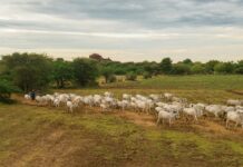 Prazo para atualização de rebanhos no DF é ampliado até 5 de outubro